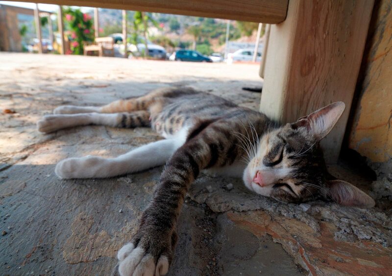 Tabby Cat Sleeping — Brown, Peaceful, Afternoon, Photograph, Wooden Beam