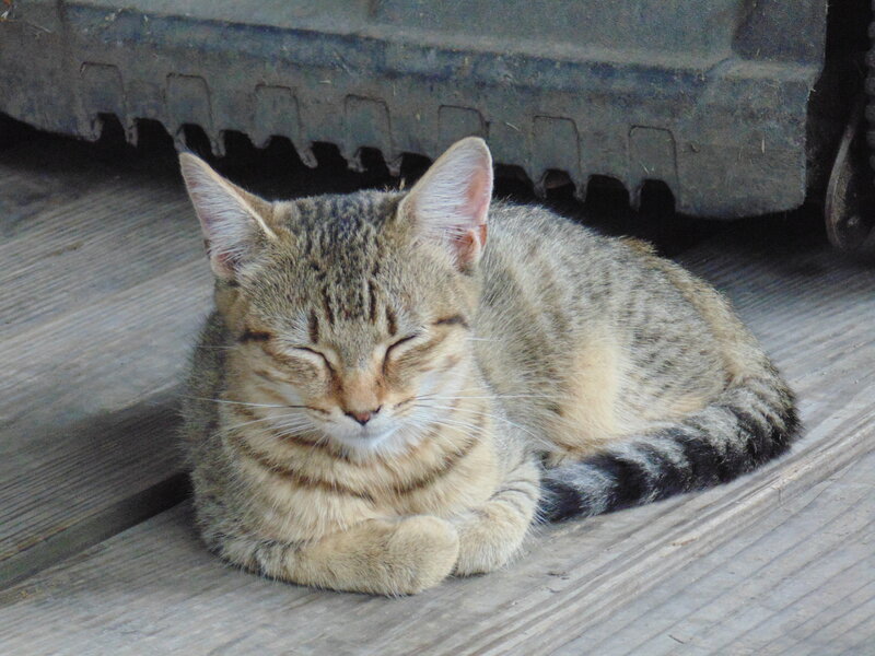 Tabby Cat Sleeping — Brown, Peaceful, Afternoon, Photograph, Wooden Surface