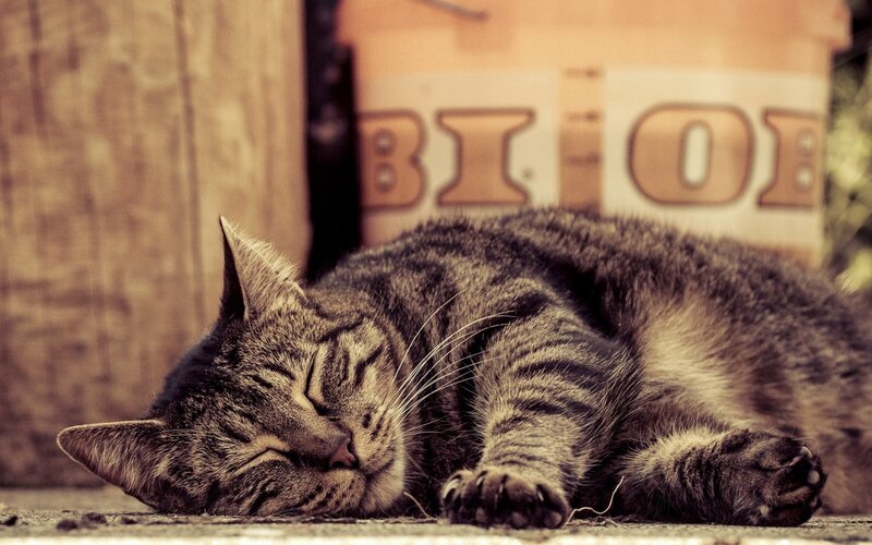 Tabby Cat Sleeping — Brown, Peaceful, Afternoon, Photograph, Wooden Wall