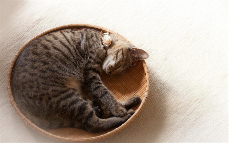 Tabby Cat Sleeping — Brown, Peaceful, Morning, Photograph