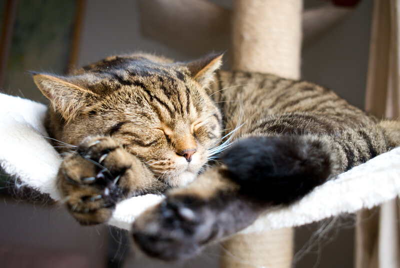 Tabby Cat Sleeping — Brown, Peaceful, Morning