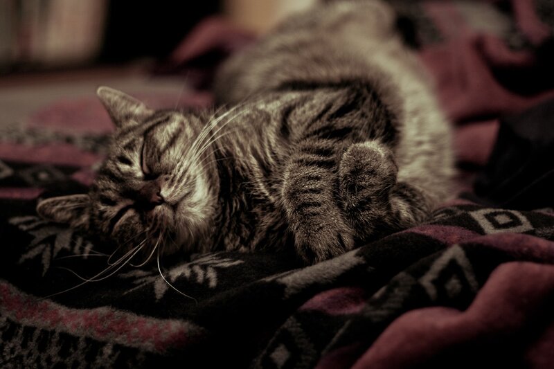 Tabby Cat Sleeping — Brown, Peaceful, Night