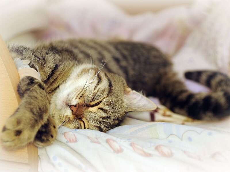 Tabby Cat Sleeping — Brown, Peaceful, Photograph, Bandage