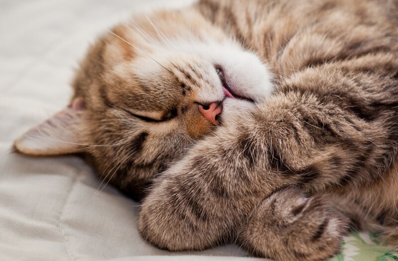 Tabby Cat Sleeping — Brown, Peaceful, Photograph, Bed, Fur