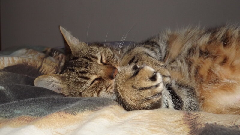 Tabby Cat Sleeping — Brown, Peaceful, Photograph, Bed