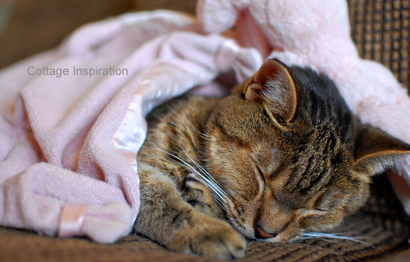 Tabby Cat Sleeping — Brown, Peaceful, Photograph, Blanket, Pillow