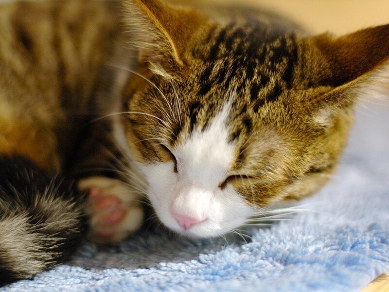 Tabby Cat Sleeping — Brown, Peaceful, Photograph, Blanket