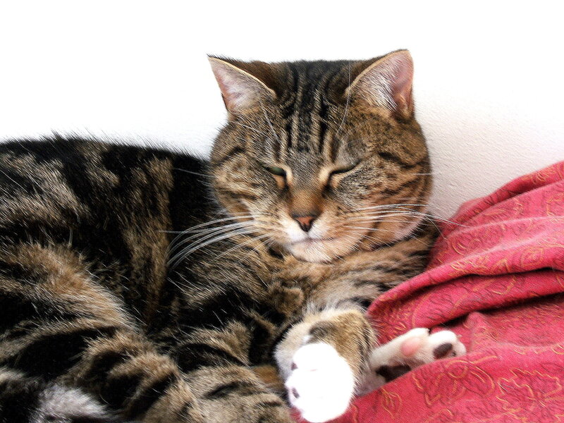 Tabby Cat Sleeping — Brown, Peaceful, Photograph, Blanket, Wall