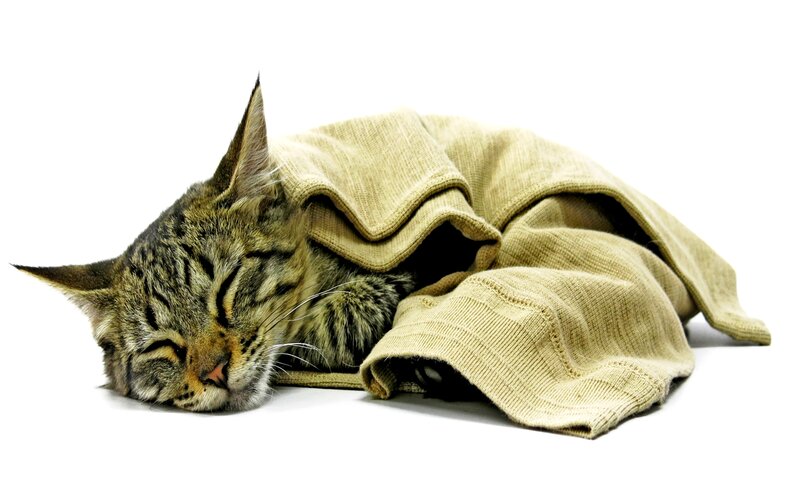 Tabby Cat Sleeping — Brown, Peaceful, Photograph, Blanket, White Background