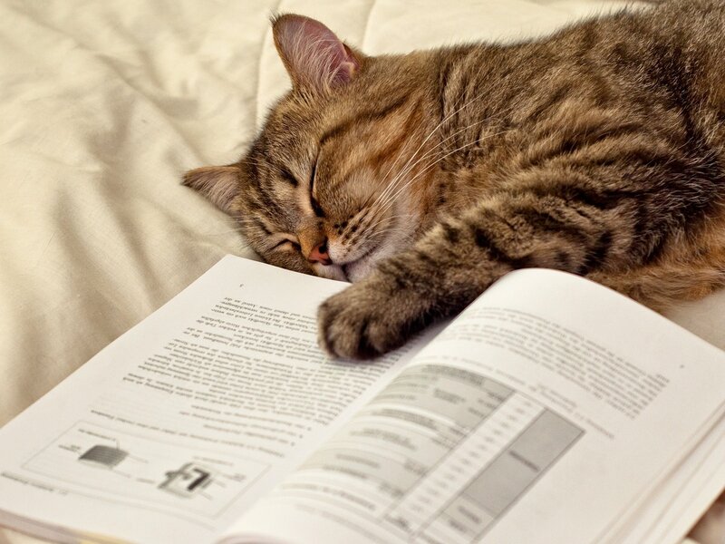 Tabby Cat Sleeping — Brown, Peaceful, Photograph, Book