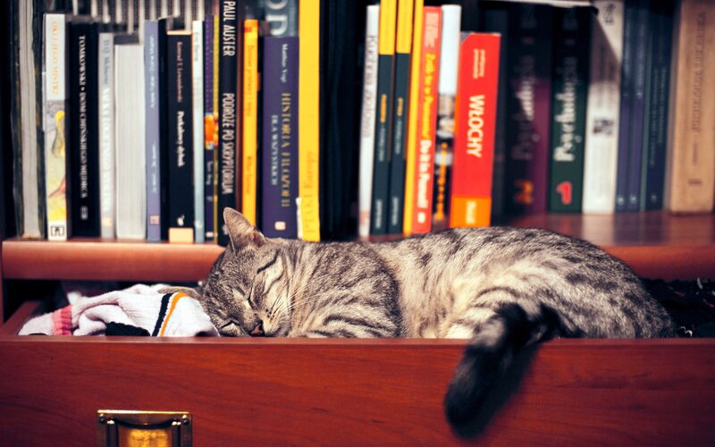 Tabby Cat Sleeping — Brown, Peaceful, Photograph, Bookshelf