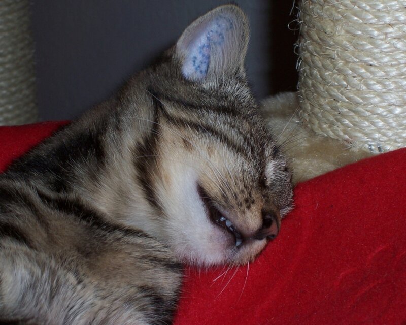 Tabby Cat Sleeping — Brown, Peaceful, Photograph, Cat Tree