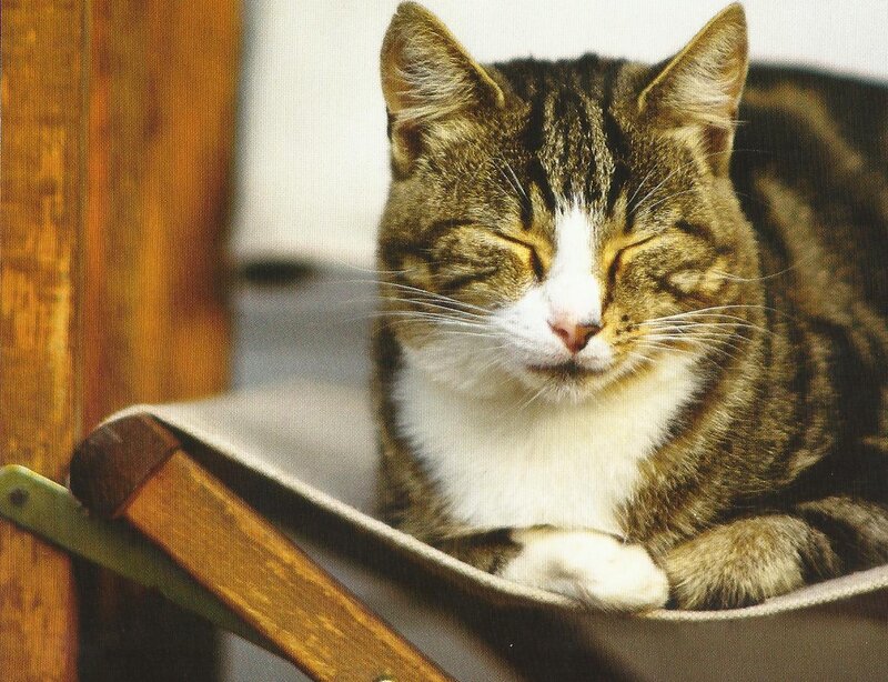 Tabby Cat Sleeping — Brown, Peaceful, Photograph, Chair