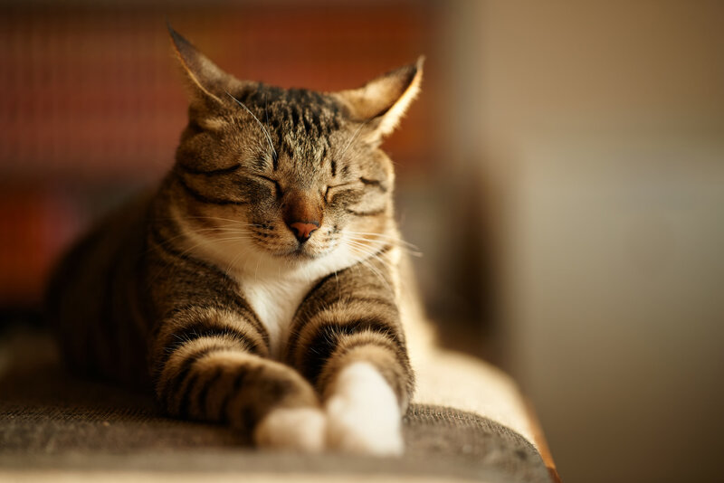 Tabby Cat Sleeping — Brown, Peaceful, Photograph, Couch