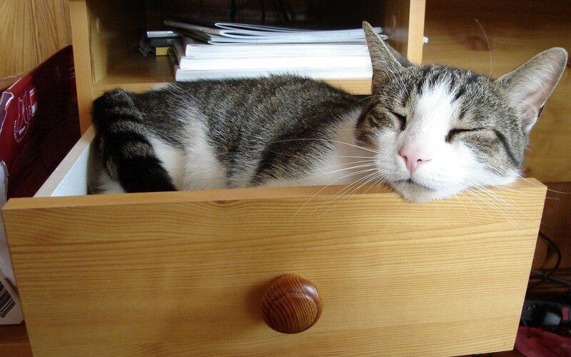 Tabby Cat Sleeping — Brown, Peaceful, Photograph, Drawer, Desk