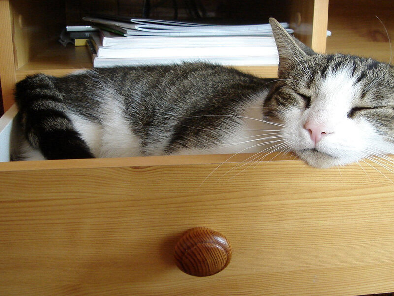 Tabby Cat Sleeping — Brown, Peaceful, Photograph, Drawer