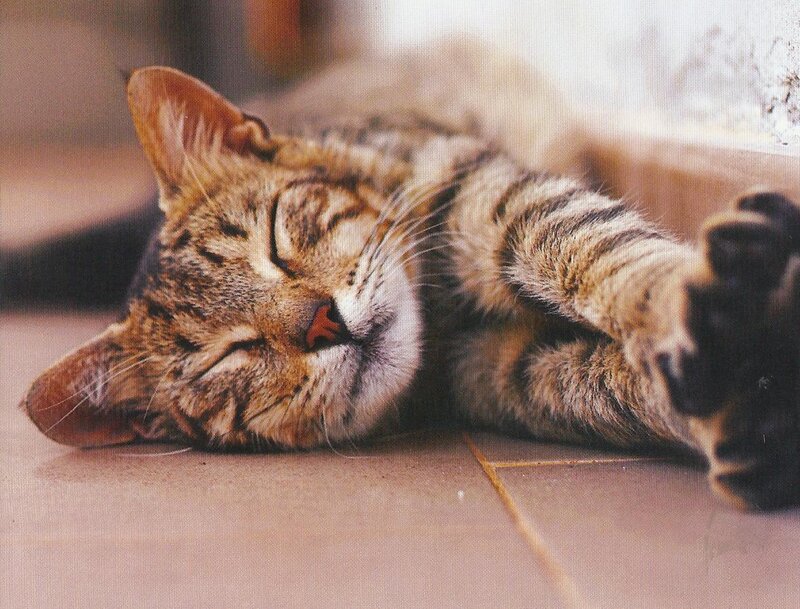 Tabby Cat Sleeping — Brown, Peaceful, Photograph, Floor