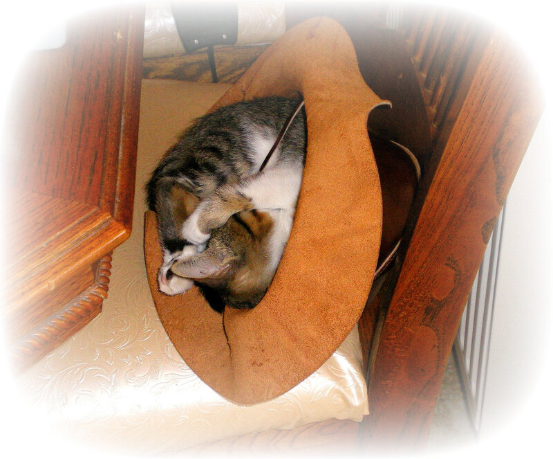 Tabby Cat Sleeping — Brown, Peaceful, Photograph, Hat