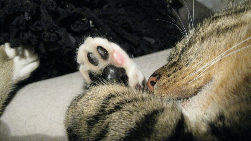 Tabby Cat Sleeping — Brown, Peaceful, Photograph, Paw