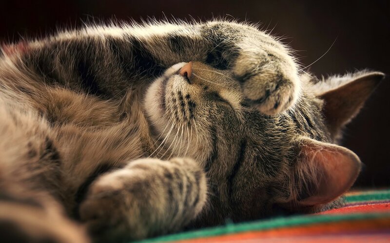 Tabby Cat Sleeping — Brown, Peaceful, Photograph, Paw, Whiskers, Colorful Surface
