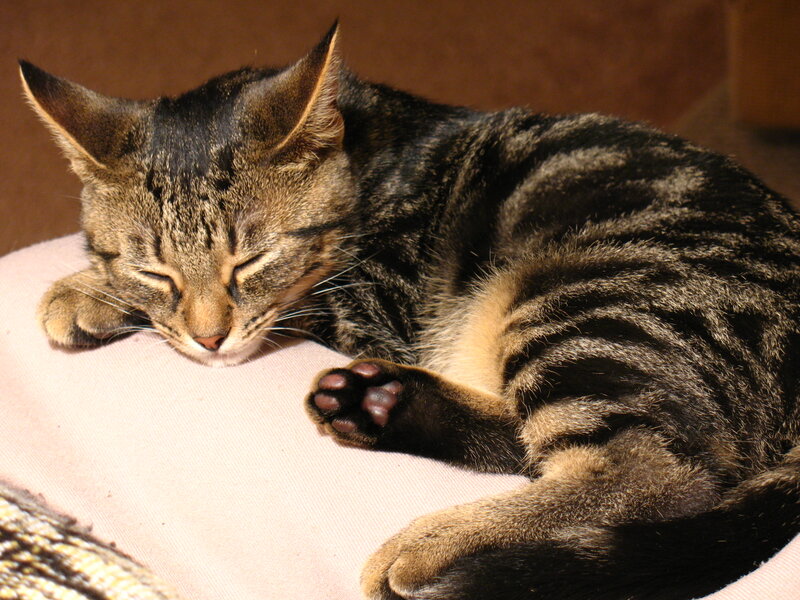 Tabby Cat Sleeping — Brown, Peaceful, Photograph, Pillow, Floor