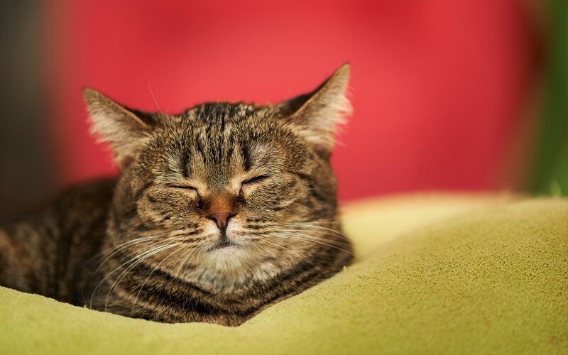 Tabby Cat Sleeping — Brown, Peaceful, Photograph, Pillow, Red Background