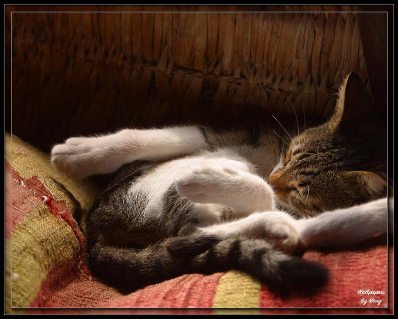 Tabby Cat Sleeping — Brown, Peaceful, Photograph, Pillow
