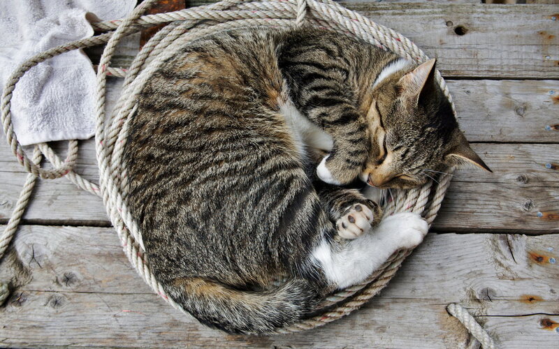 Tabby Cat Sleeping — Brown, Peaceful, Photograph, Rope