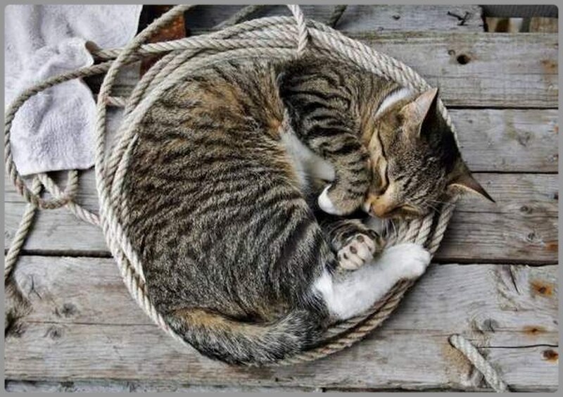 Tabby Cat Sleeping — Brown, Peaceful, Photograph, Rope, Wooden Planks