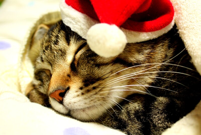 Tabby Cat Sleeping — Brown, Peaceful, Photograph, Santa Hat, Blanket
