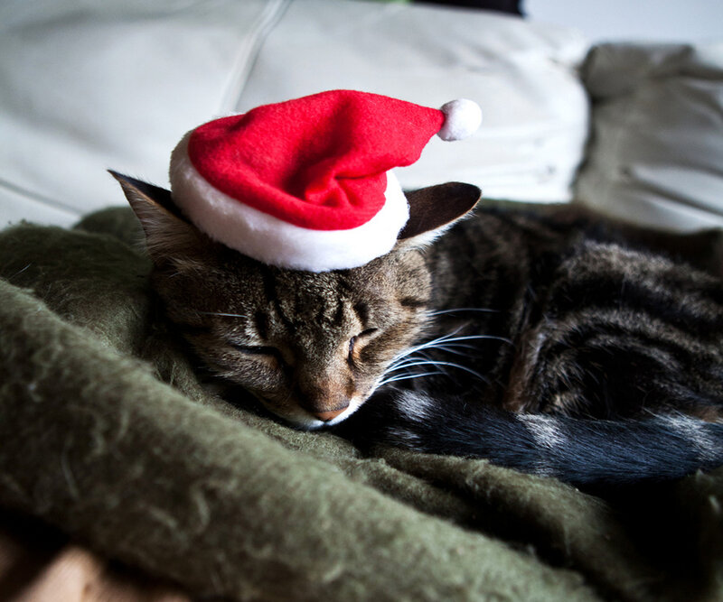 Tabby Cat Sleeping — Brown, Peaceful, Photograph, Santa Hat