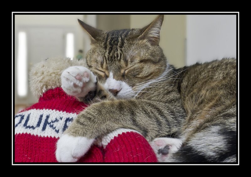 Tabby Cat Sleeping — Brown, Peaceful, Photograph, Teddy Bear