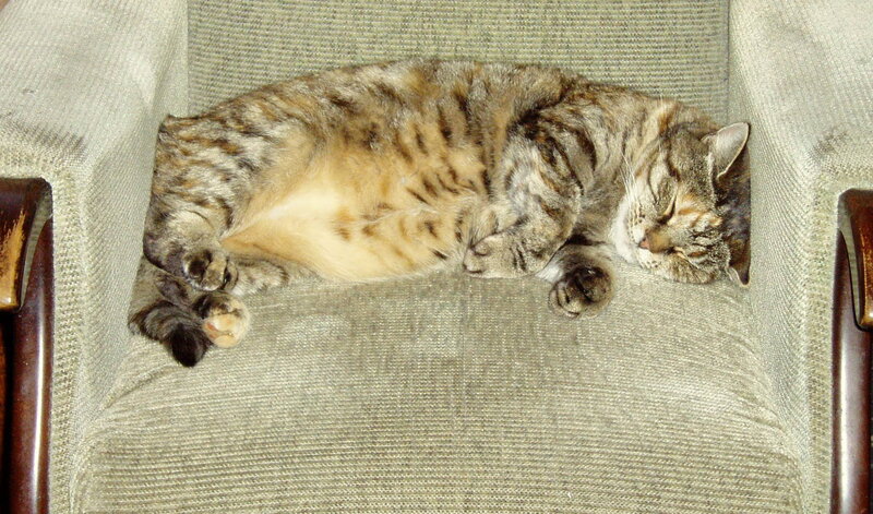 Tabby Cat Sleeping — Brown, Peaceful, Photograph