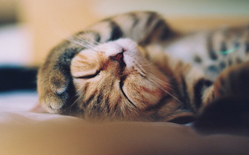 Tabby Cat Sleeping — Brown, Peaceful, Photograph, Whiskers, Bed