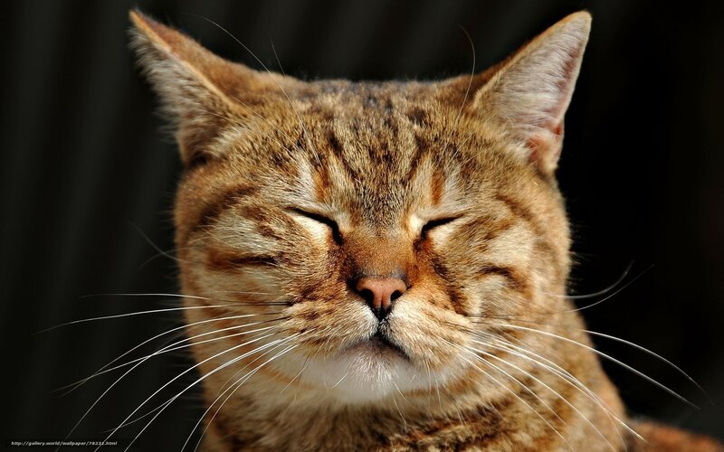 Tabby Cat Sleeping — Brown, Peaceful, Photograph, Whiskers