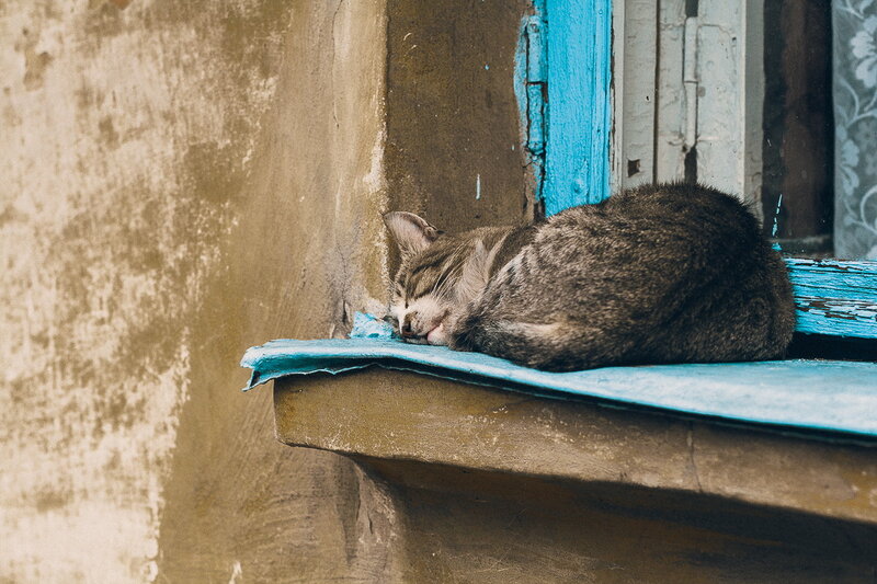 Tabby Cat Sleeping — Brown, Peaceful, Photograph, Window