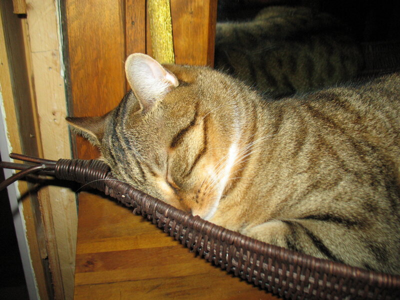 Tabby Cat Sleeping — Brown, Peaceful