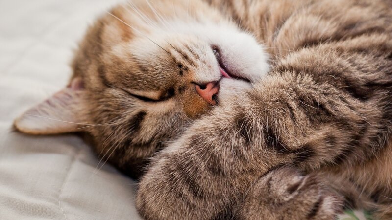 Tabby Cat Sleeping — Brown, Photograph