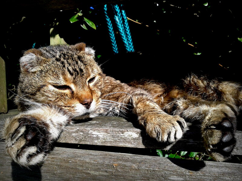 Tabby Cat Sleeping — Brown, Relaxed, Afternoon, Photograph