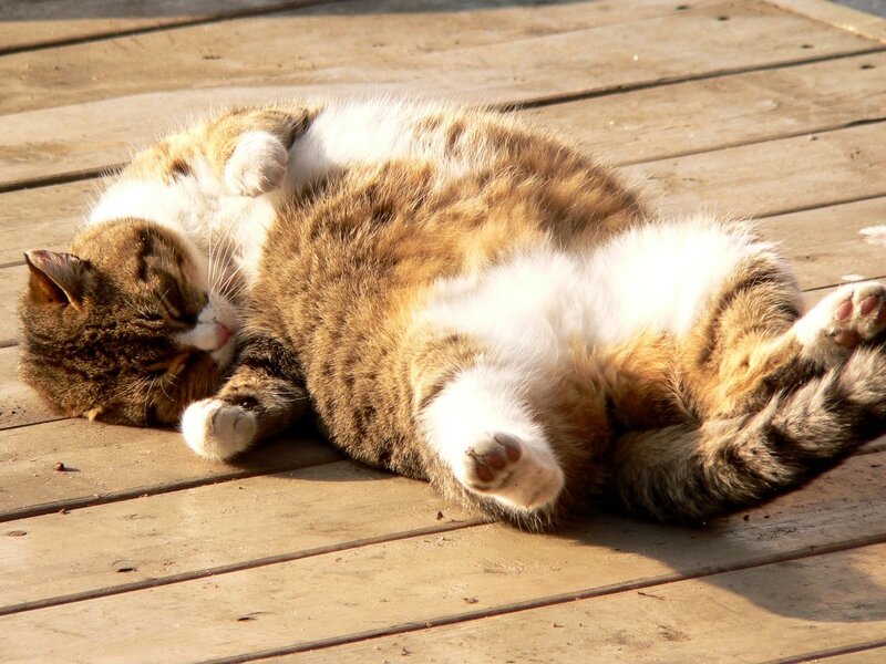 Tabby Cat Sleeping — Brown, Relaxed, Afternoon