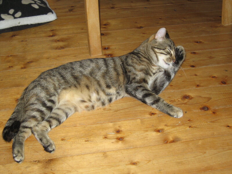 Tabby Cat Sleeping — Brown, Relaxed, Photograph