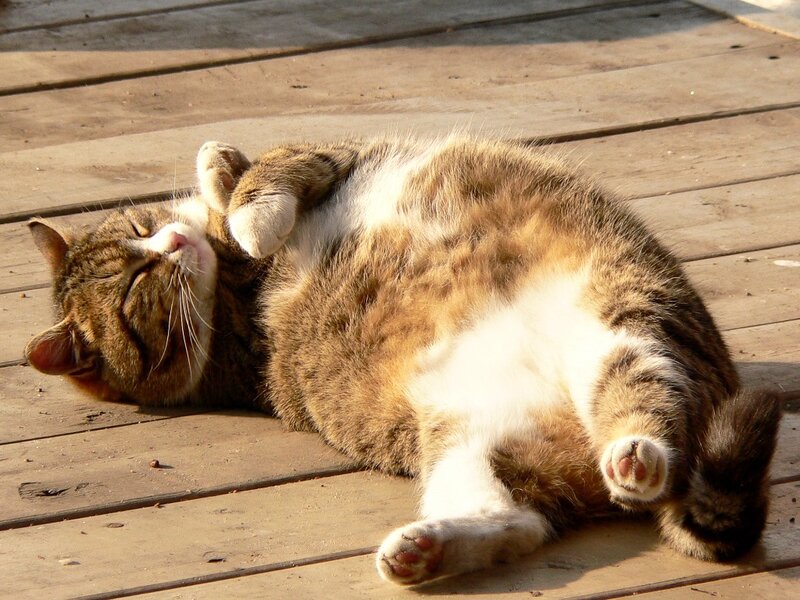 Tabby Cat Sleeping — Brown, Relaxed