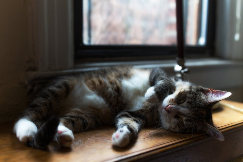 Tabby Cat Sleeping — Brown, Serene, Afternoon, Photograph