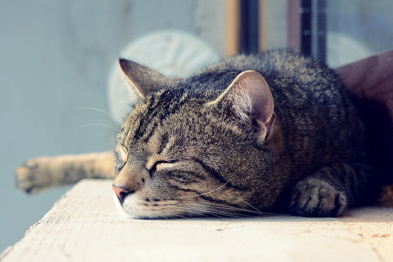 Tabby Cat Sleeping — Brown, Serene, Afternoon, Photograph, Window Sill