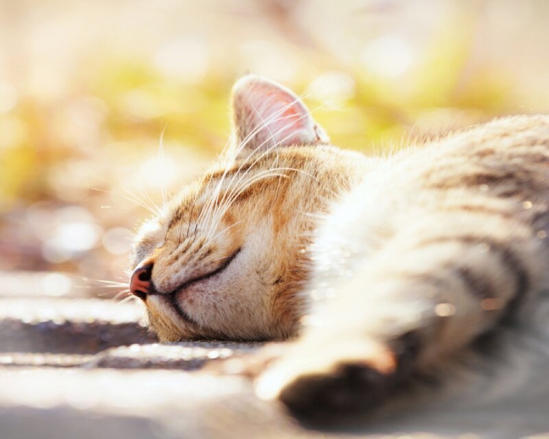 Tabby Cat Sleeping — Brown, Serene, Afternoon