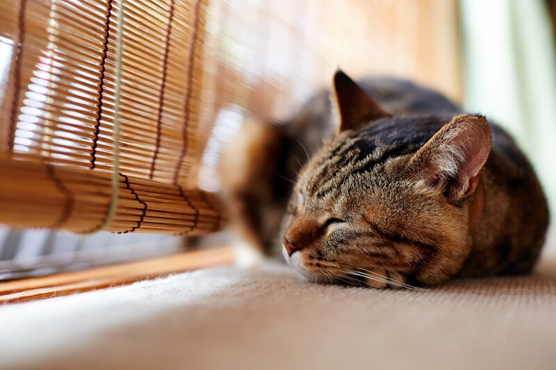 Tabby Cat Sleeping — Brown, Serene, Morning
