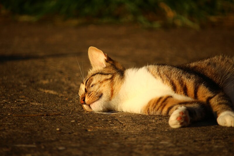 Tabby Cat Sleeping — Brown, Serene, Sunset