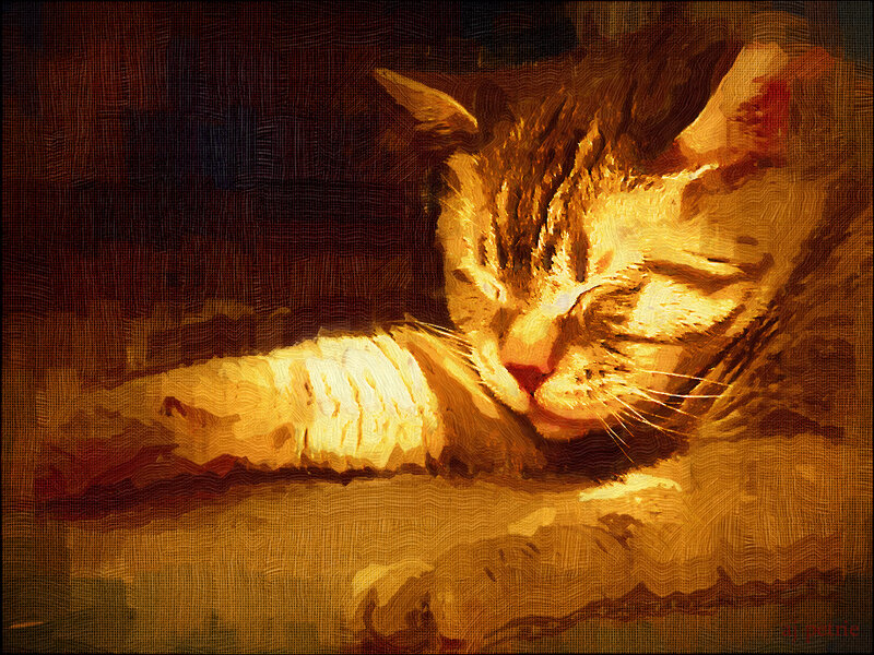 Tabby Cat Sleeping — Brown, Serene
