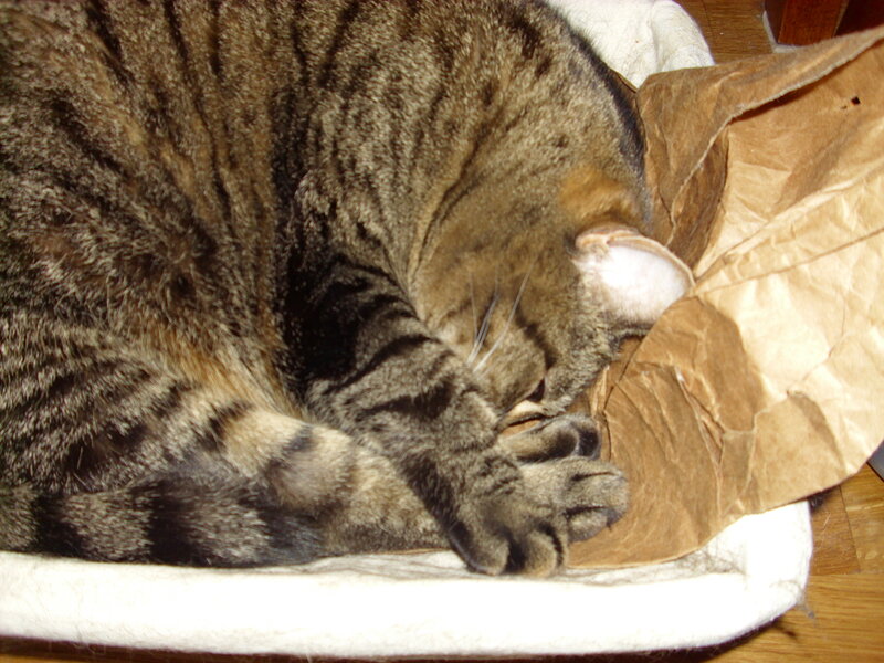 Tabby Cat Sleeping — Brown