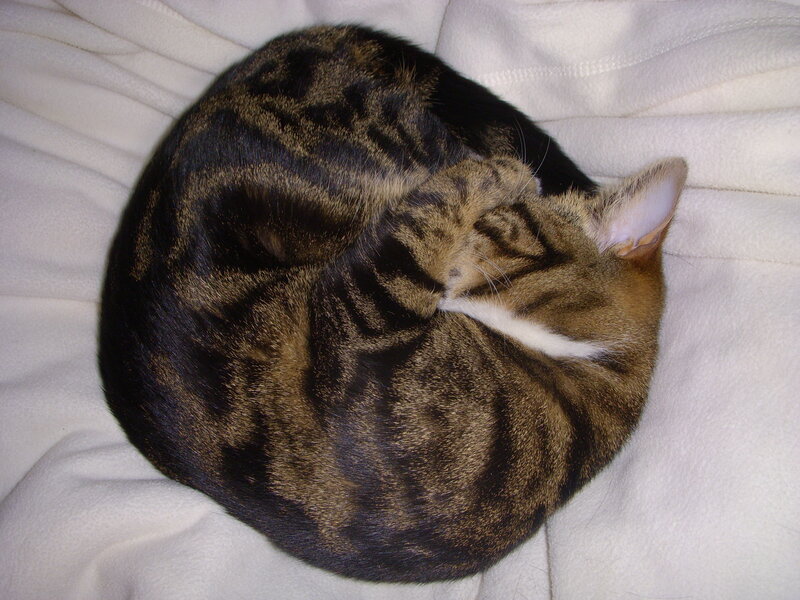 Tabby cat sleeping curled up